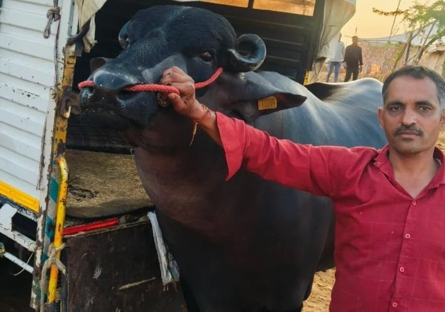 Con trâu có giá gần 62 tỷ đồng.