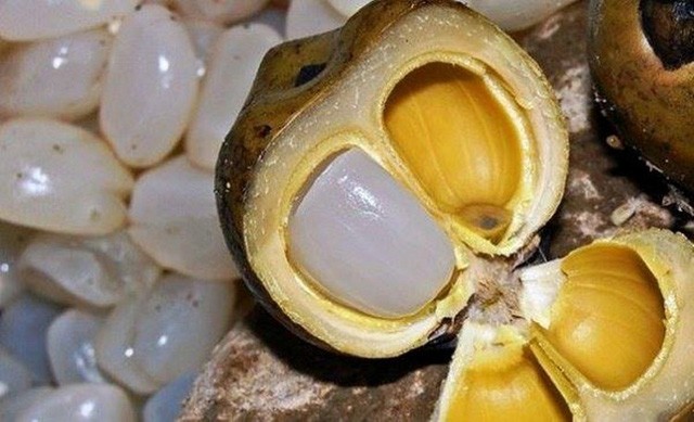 Do công đoạn lấy hạt đác khá kỳ công nên mức giá thành của loại hạt này lên đến 130.000 đồng/kg. Thế nhưng, với những công dụng về sức khỏe và hương vị thanh mát, thơm ngon nên hạt đác vẫn được ưa chuộng.