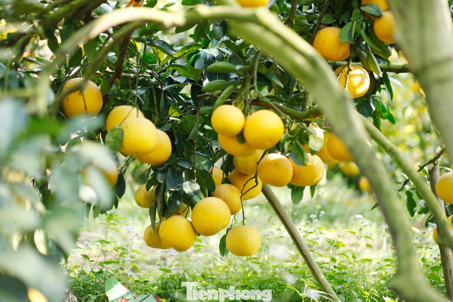 Năm nay, gia đình ông Én thu về khoảng 1,4 tỷ đồng từ vườn bưởi.