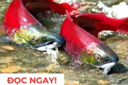 Tin tức sức khỏe - "Nhân sâm dưới nước" siêu đắt đỏ, nhiều người săn lùng vì công dụng dưỡng phổi hiệu quả