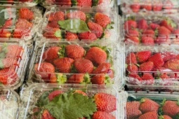 Dâu tây Mộc Châu đầu mùa giá đắt ngang trái cây nhập khẩu nhưng vẫn được người tiêu dùng không tiếc tiền mua