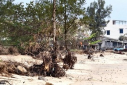 Sóng 'ngoạm' bật gốc phi lao, phá tan hoang bãi biển đẹp nhất Quảng Ngãi