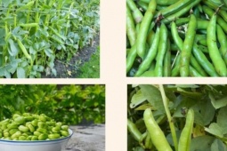 Loại hạt như 'viên bổ não', ngon hơn thịt, tốt hơn trứng, đi chợ thấy nhớ mua