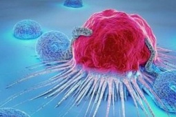 Tế bào ung thư 'sợ' gì nhất trong mâm cơm nhà bạn: 3 loại rau đang bán rẻ đầy chợ, người Việt nên ăn nhiều hơn