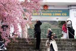 Mai anh đào nở rộ trước Đồn Biên phòng Lũng Cú, khách tấp nập chụp ảnh