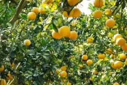 Nông dân trồng bưởi Tết 'bỏ túi' tiền tỷ