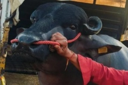 Con trâu màu đen khổng lồ có giá gần 62 tỷ đồng