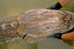 Gặp "thủy quái nước ngọt" dài hơn 6m, nặng gần 700kg: Cá thể hiếm đến mức cả thập kỷ mới thấy một lần