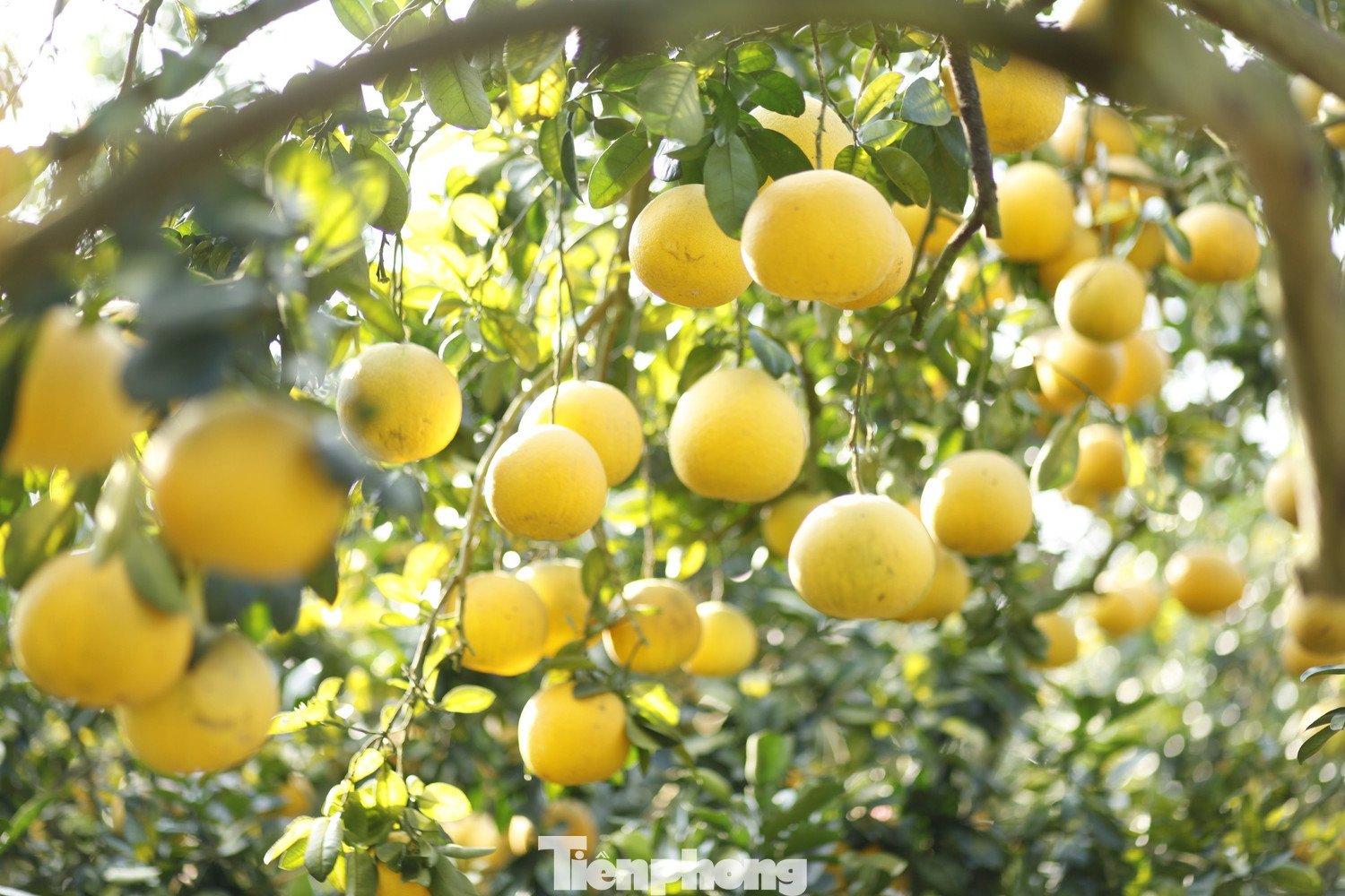 Vườn bưởi còn là điểm du lịch trải nghiệm hấp dẫn.