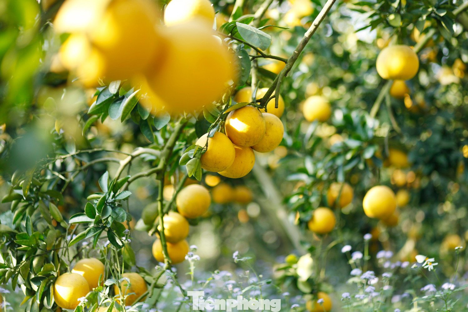 Vườn bưởi còn là điểm du lịch trải nghiệm hấp dẫn.