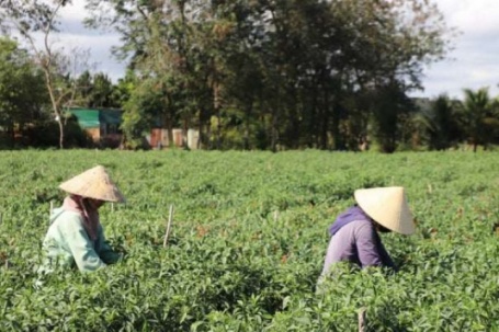 Chưa từng thấy ở Lâm Đồng, cứ bẻ 1 quả ớt bé tý, dân bán 1.000 đồng, ruộng ớt trái đâm lên quá trời, cầm tiền cục