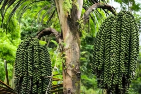 Loại hạt xưa rụng đầy vườn không ai ăn, giờ thành đặc sản được ưa chuộng, 200.000 đồng/kg vẫn cháy hàng