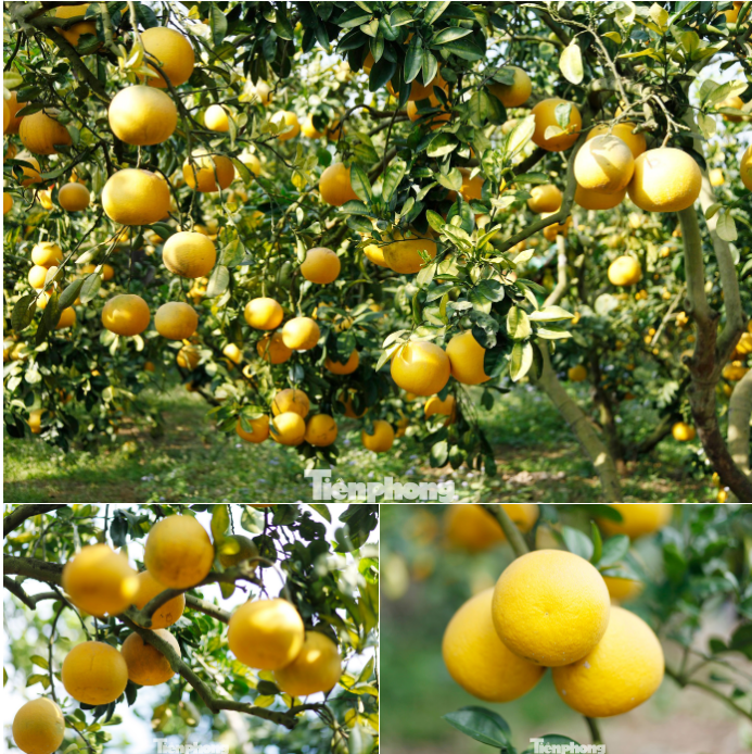 Ông Én trồng bưởi từ năm 2008.