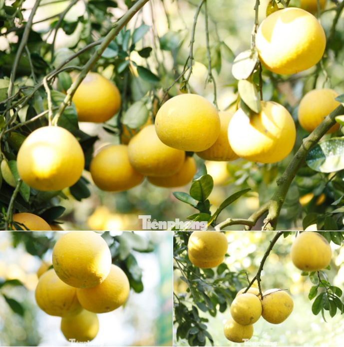 Bưởi trĩu quả chín vàng khắp vườn.