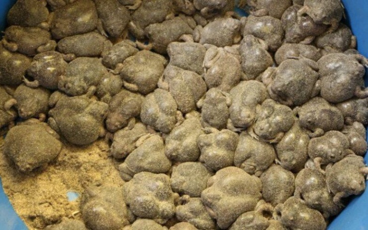 Đặc sản nghe tên "sợ khiếp vía", nay là món khoái khẩu được ưa chuộng, ban đêm dân rọi đèn bắt bán 180.000đồng/kg - 3