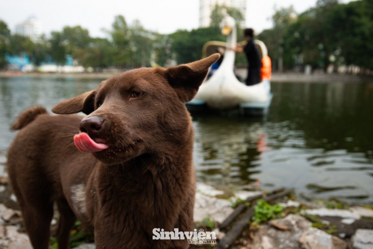 Sự thật về ‘đảo mèo’ nằm giữa hồ Bảy Mẫu, công viên Thống Nhất - 6
