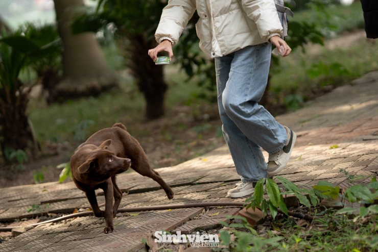 Sự thật về ‘đảo mèo’ nằm giữa hồ Bảy Mẫu, công viên Thống Nhất - 22