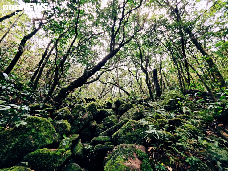 Đường lên Voi Mẹp quanh co, dốc đứng, buộc du khách phải men theo những lối mòn nhỏ xuyên qua rừng rậm, vượt suối sâu, dốc đá và thảm thực vật rêu phong. Trong suốt chặng đường chinh phục, du khách sẽ phải vượt qua dốc "bốn chân" và những mỏm đá, con suối như những chiếc thang phủ màu rêu xanh.