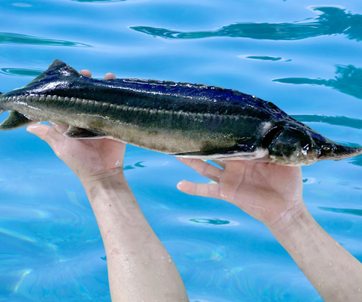 Cá tầm không chỉ là một trong những loài cá nước ngọt có kích thước lớn mà chúng còn là loài sống lâu nhất. Tương tự như cá mập hay cá đuối, cá tầm cũng được xếp vào chi cá sụn. Cá tầm có phần thân dài hình ống gồm 5 hàng xương gai (sụn), da cá dày và nhám.