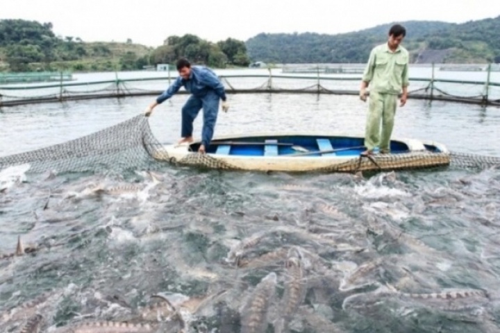 Loại cá quý hiếm trước đây chỉ dành cho vua chúa, nay thành đặc sản được ưa chuộng với giá đắt đỏ, 500.000 đồng/kg