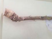 Dùng cây lạ chữa bệnh theo lời truyền miệng, 2 người suýt chết