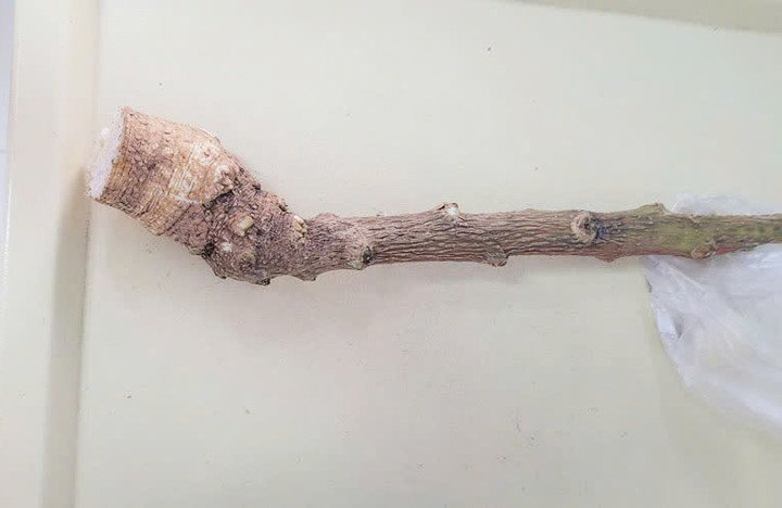 Loại cây lạ khiến người bệnh bị ngộ độc khi ăn được người nhà mang đến bệnh viện. (Ảnh: Bệnh viện cung cấp)