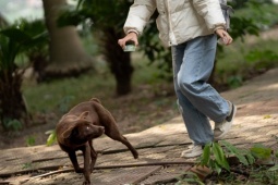 Sự thật về ‘đảo mèo’ nằm giữa hồ Bảy Mẫu, công viên Thống Nhất