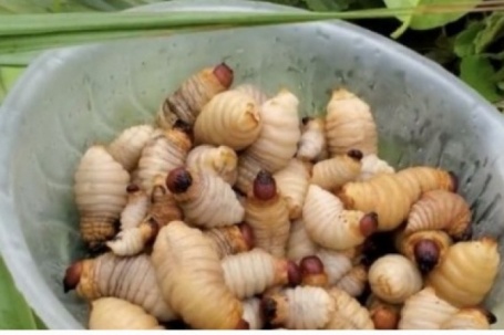 Ăn đuông dừa có thực sự tốt cho sức khỏe? Sự thật ít người biết