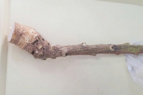 Dùng cây lạ chữa bệnh theo lời truyền miệng, 2 người suýt chết