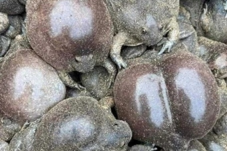 Đặc sản nghe tên "sợ khiếp vía", nay là món khoái khẩu được ưa chuộng, ban đêm dân rọi đèn bắt bán 180.000đồng/kg