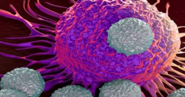 Loại rau được chuyên gia Mỹ nghiên cứu có khả năng ức chế tế bào ung thư, người Việt nên ăn thường xuyên