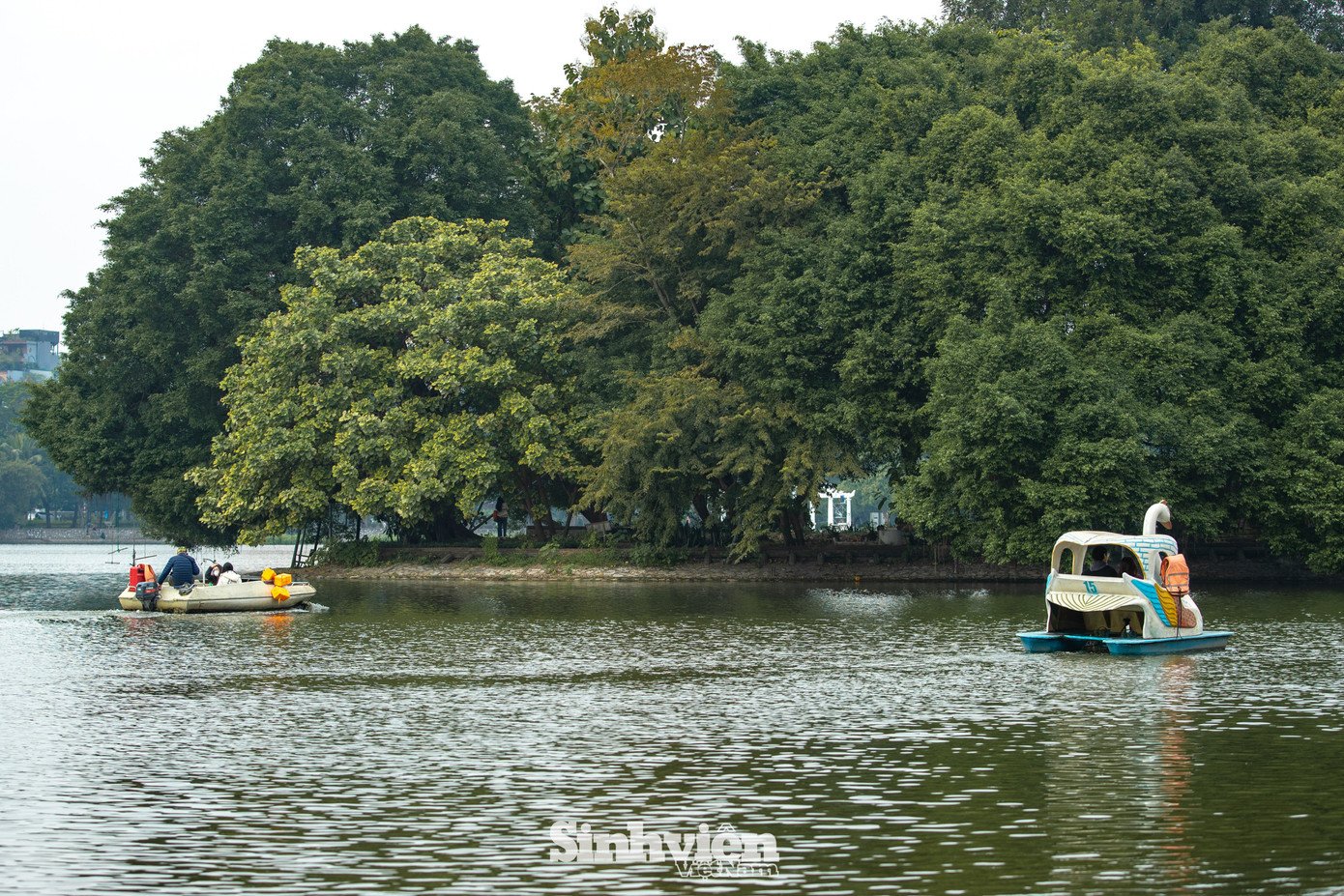 Sự thật về ‘đảo mèo’ nằm giữa hồ Bảy Mẫu, công viên Thống Nhất - 3