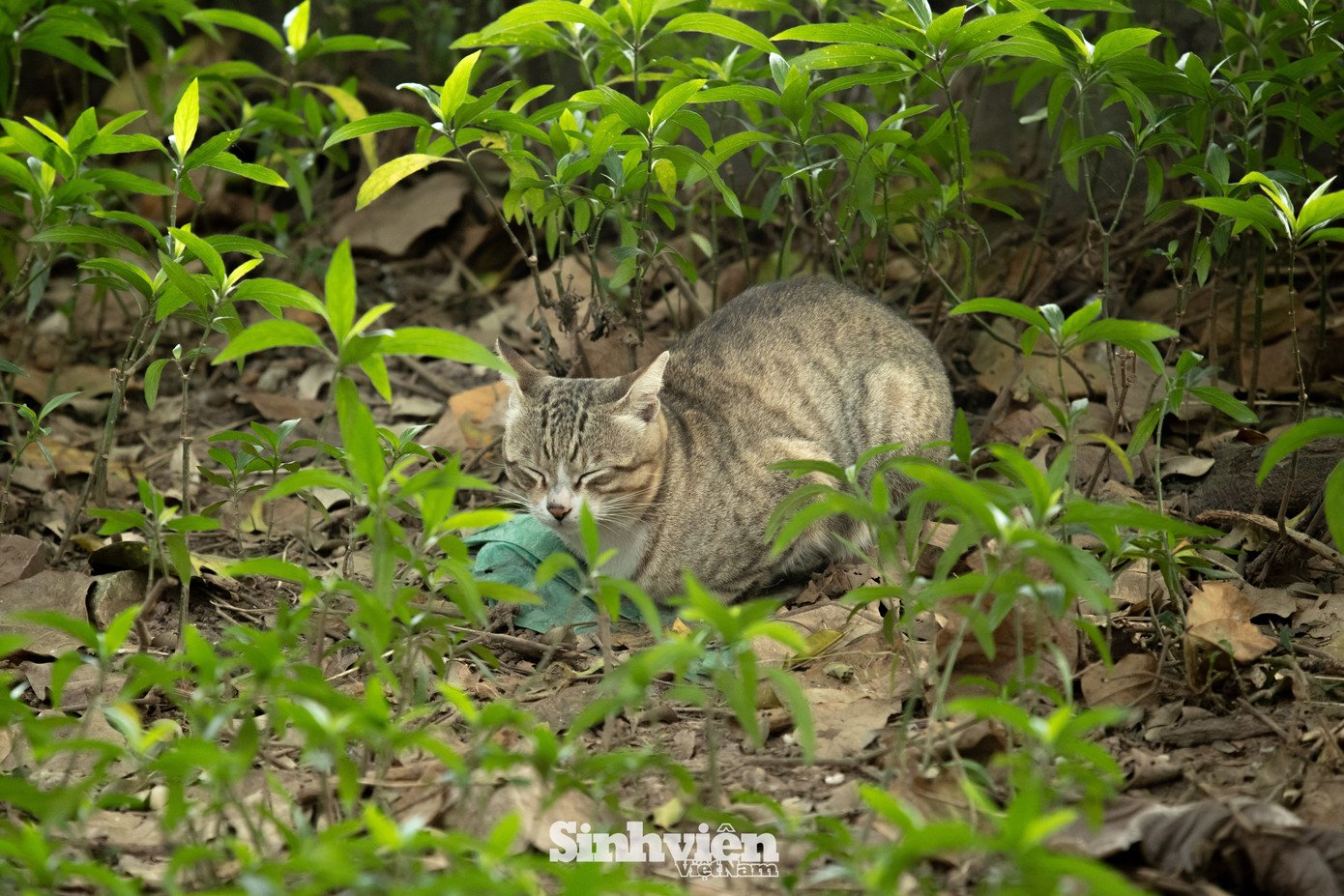 Sự thật về ‘đảo mèo’ nằm giữa hồ Bảy Mẫu, công viên Thống Nhất - 17