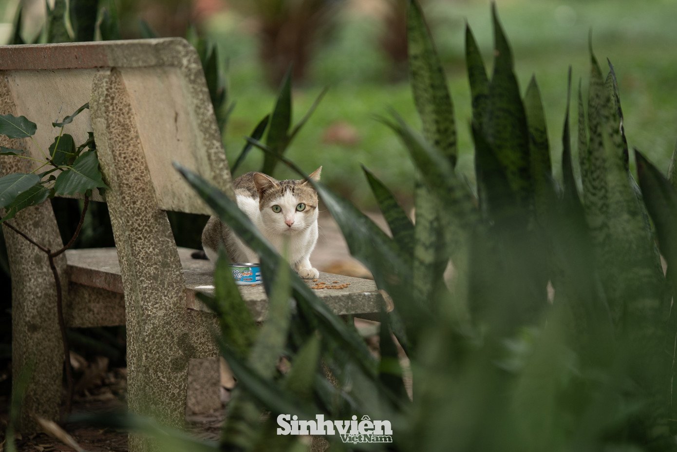 Sự thật về ‘đảo mèo’ nằm giữa hồ Bảy Mẫu, công viên Thống Nhất - 16