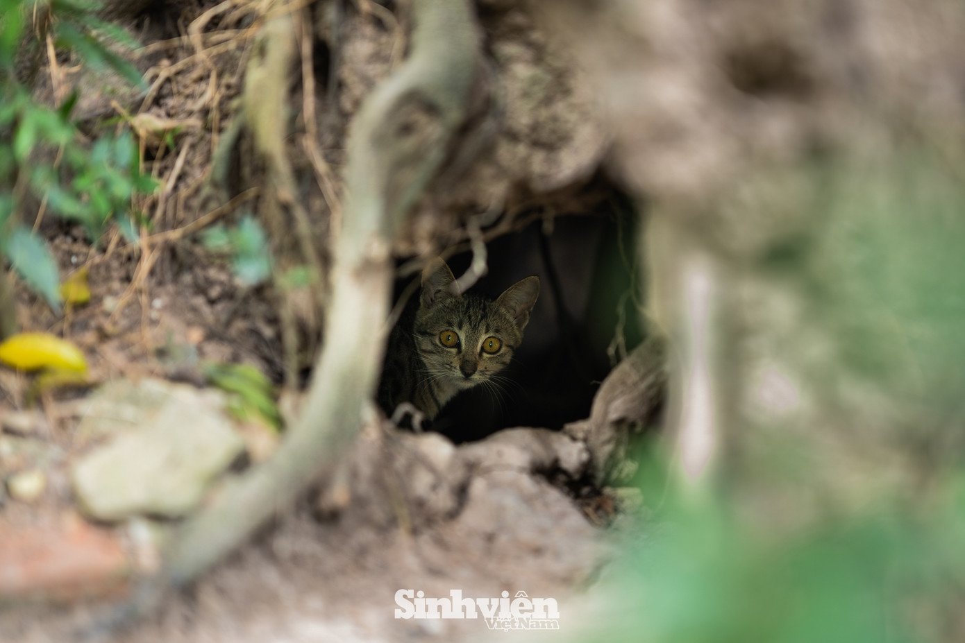 Sự thật về ‘đảo mèo’ nằm giữa hồ Bảy Mẫu, công viên Thống Nhất - 21