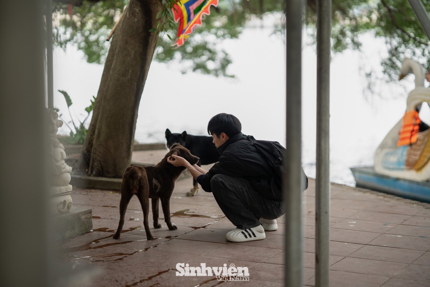 Sự thật về ‘đảo mèo’ nằm giữa hồ Bảy Mẫu, công viên Thống Nhất - 26