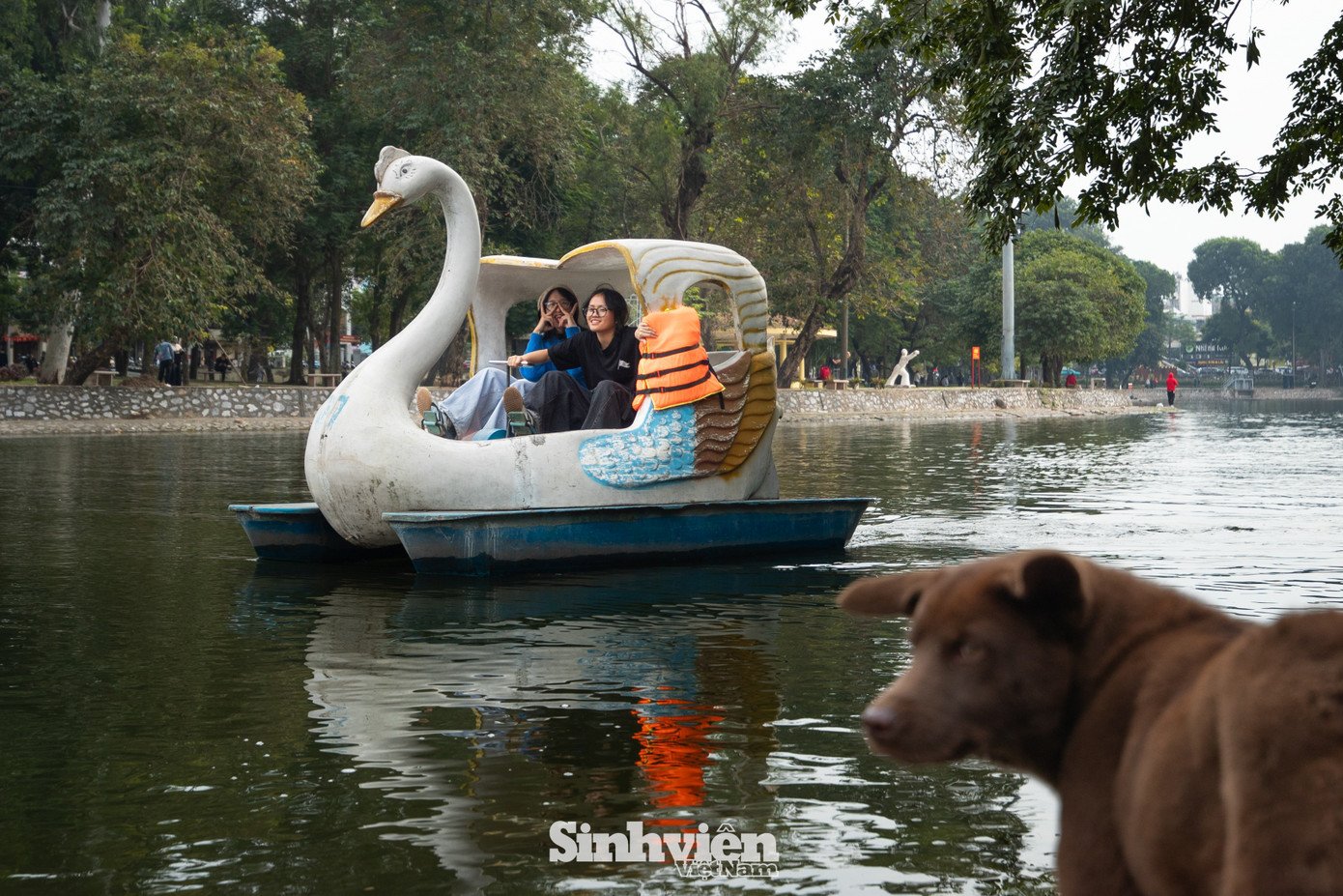 Sự thật về ‘đảo mèo’ nằm giữa hồ Bảy Mẫu, công viên Thống Nhất - 8