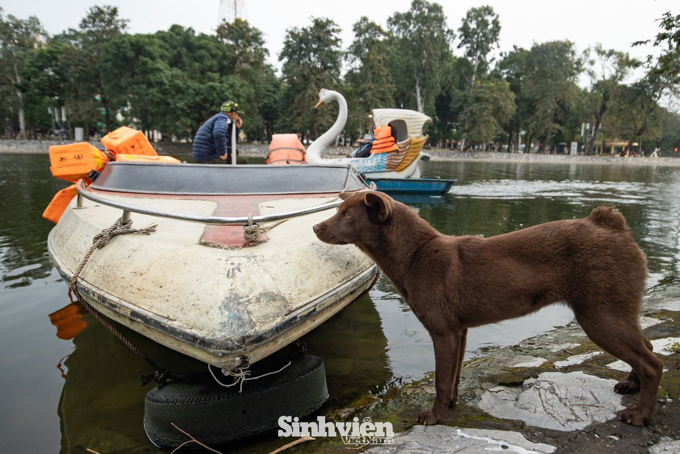 Sự thật về ‘đảo mèo’ nằm giữa hồ Bảy Mẫu, công viên Thống Nhất - 7