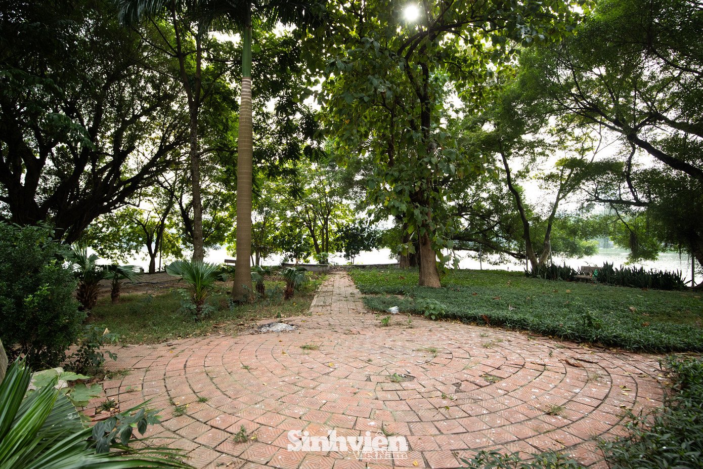 Sự thật về ‘đảo mèo’ nằm giữa hồ Bảy Mẫu, công viên Thống Nhất - 11