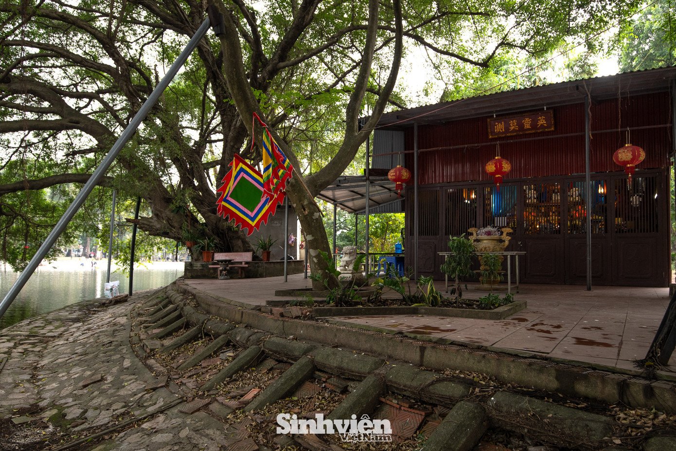 Sự thật về ‘đảo mèo’ nằm giữa hồ Bảy Mẫu, công viên Thống Nhất - 10