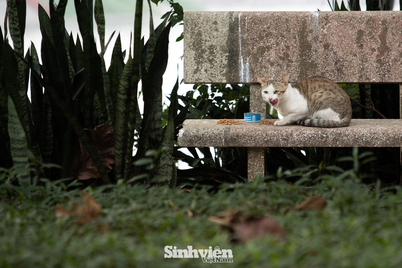 Sự thật về ‘đảo mèo’ nằm giữa hồ Bảy Mẫu, công viên Thống Nhất - 14