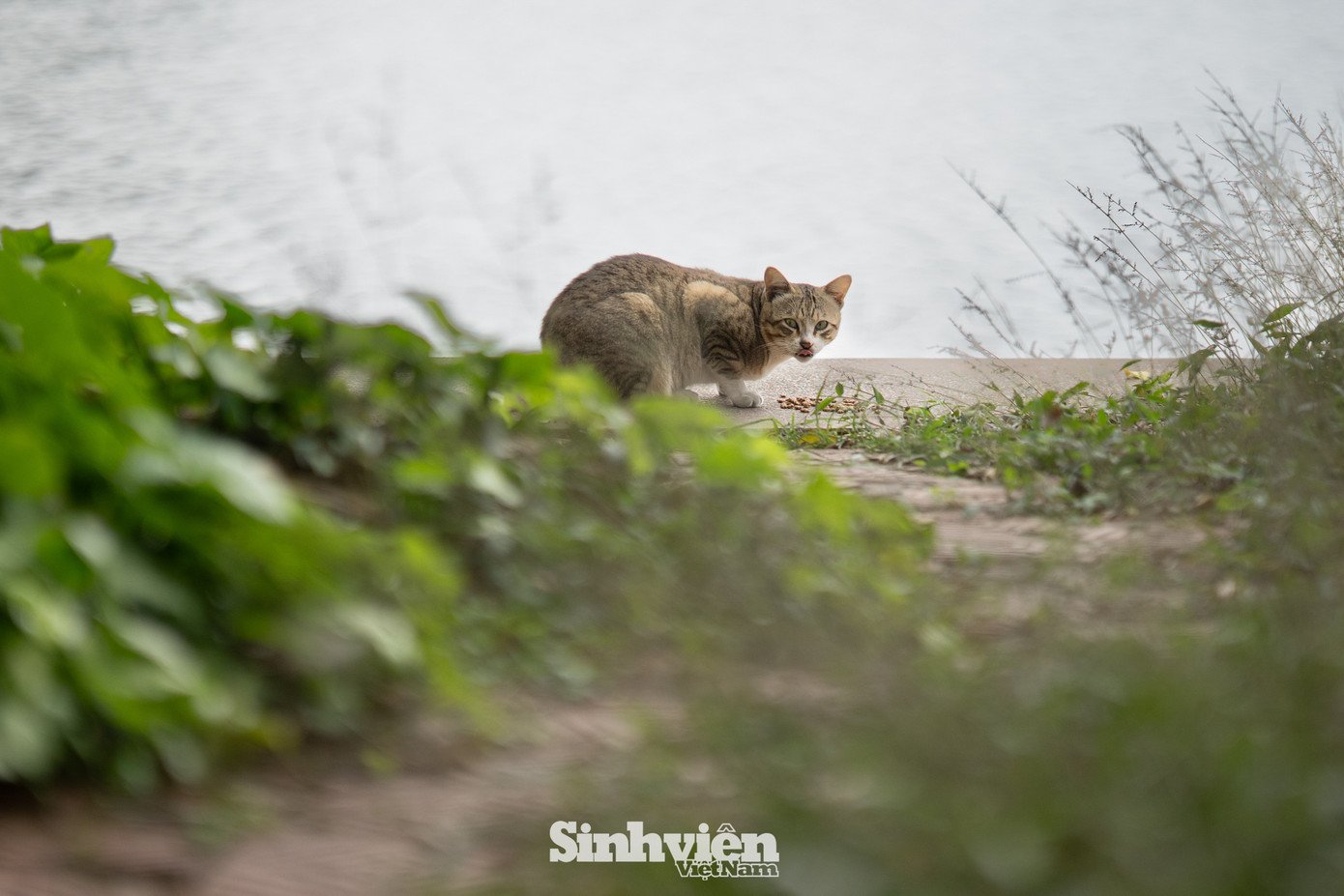 Sự thật về ‘đảo mèo’ nằm giữa hồ Bảy Mẫu, công viên Thống Nhất - 19