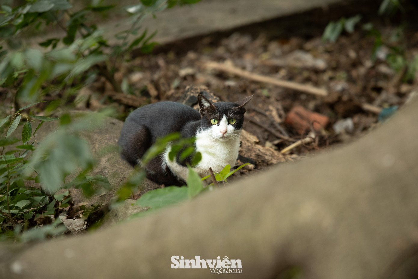 Sự thật về ‘đảo mèo’ nằm giữa hồ Bảy Mẫu, công viên Thống Nhất - 18