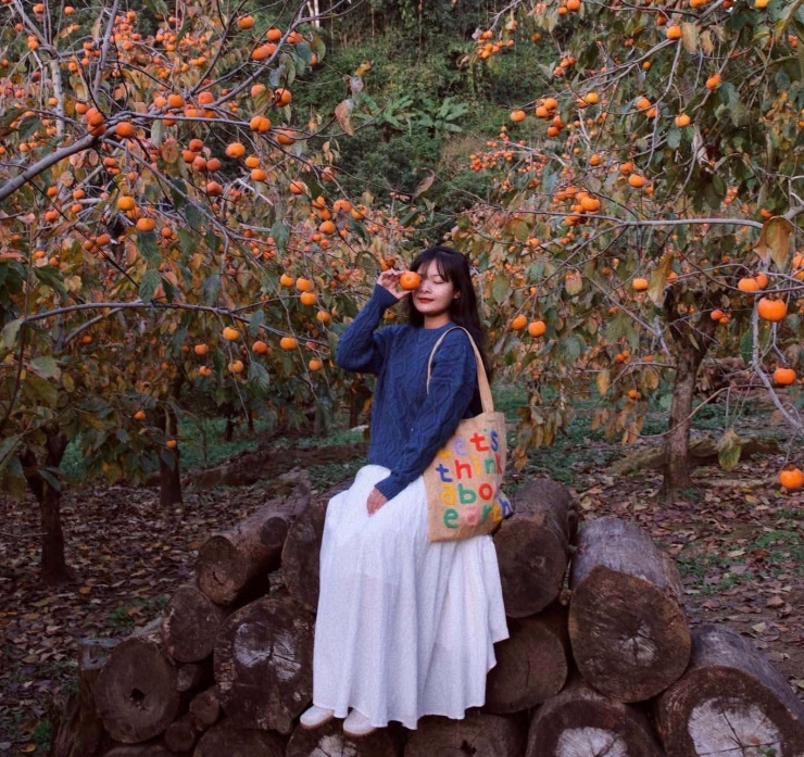 Theo bạn Đỗ Vân Anh, mùa này ở Mộc Châu vẫn còn nhiều trái hồng mọng chín, du khách có thể check-in. Ảnh: FBNV