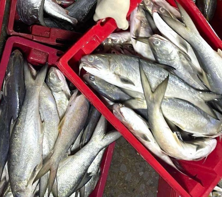 Trúng đậm mẻ cá lú, bán vội cũng đút túi 700 triệu đồng, ngư dân Nghệ An còn được tặng cờ thi đua ngay tại cảng - 1