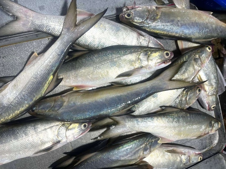 Trúng đậm mẻ cá lú, bán vội cũng đút túi 700 triệu đồng, ngư dân Nghệ An còn được tặng cờ thi đua ngay tại cảng - 2