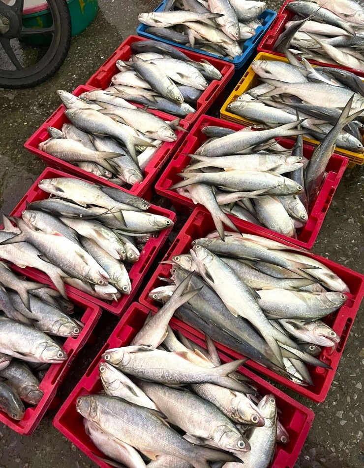 Cá lú được người dân ở phường Cửa Lò, tỉnh Nghệ An hay gọi là cá ngứa. Trong chuyến vươn khơi lần này, đội tàu của anh Thanh đánh bắt được hơn 1,5 tấn. 