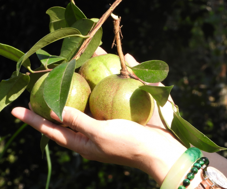 Được biết dầu từ trái sở có hàm lượng dinh dưỡng cao, chẳng kém gì dầu oliu. Đây là loại dầu rất có giá trị, nó được ví như một thứ “vàng lỏng” của núi rừng.