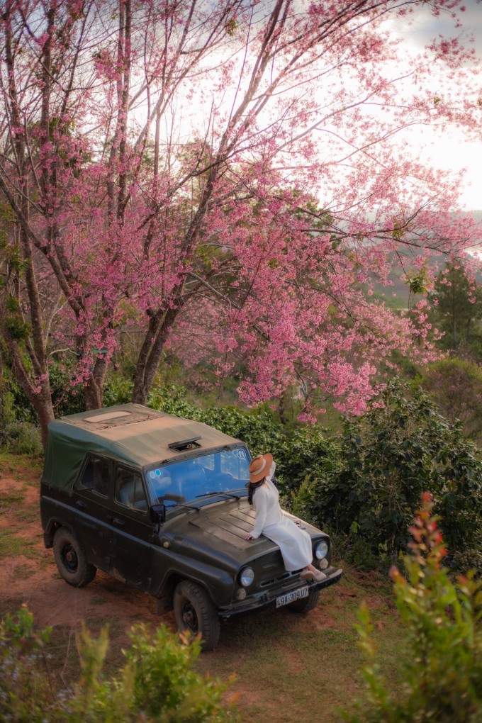 "Thung lũng mai anh đào" tại Mộng Đào Nguyên. Ảnh: Phạm Kim Nhân.