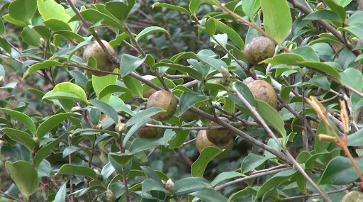 Nhiều địa phương đang bắt đầu quy hoạch lại vùng trồng sở theo hướng chuyên canh hoặc xen canh bền vững.